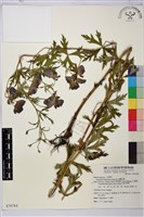 臺灣烏頭藏品圖，第2張