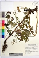 臺灣烏頭藏品圖，第2張