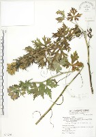 臺灣烏頭藏品圖，第1張