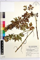 臺灣烏頭藏品圖，第2張