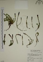 阿里山龍膽藏品圖，第1張