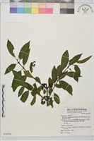 塔山鼠李藏品圖，第1張