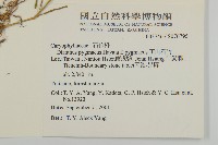 玉山石竹藏品圖，第2張