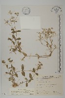 黃氏衛矛藏品圖，第1張