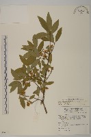 黃氏衛矛藏品圖，第4張