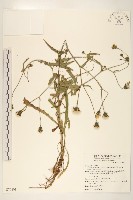 玉山毛蓮菜藏品圖，第1張