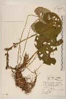 戟葉橐吾藏品圖，第1張
