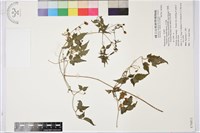 小木通藏品圖，第1張