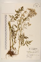 臺灣劉寄奴藏品圖，第1張