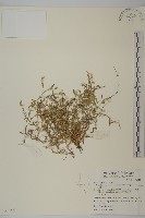 玉山卷耳藏品圖，第1張