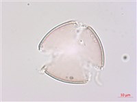 玉山小米草藏品圖，第1張