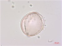 玉山小米草藏品圖，第2張