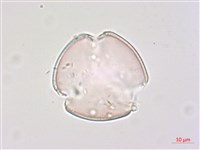 玉山小米草藏品圖，第3張