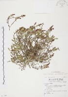 玉山龍膽藏品圖，第1張