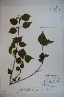 樺葉莢迷、玉山莢迷藏品圖，第1張