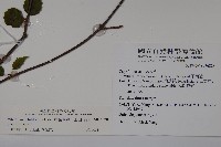 樺葉莢迷、玉山莢迷藏品圖，第2張