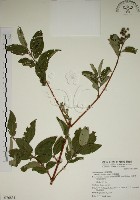 大葉溲疏藏品圖，第1張