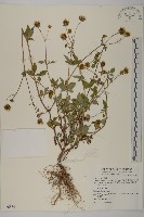 小白花鬼針藏品圖，第1張