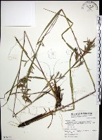 扭鞘香茅藏品圖，第1張