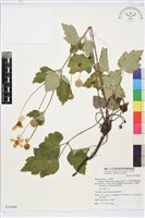 小白頭翁、野棉花藏品圖，第1張