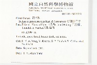 杉葉佛甲草藏品圖，第2張