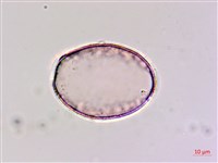 臺灣油點草藏品圖，第3張