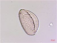 臺灣油點草藏品圖，第4張