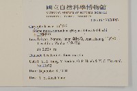 玉山蠅子草藏品圖，第5張