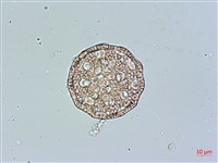 玉山蠅子草藏品圖，第2張