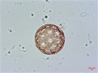 玉山蠅子草藏品圖，第3張