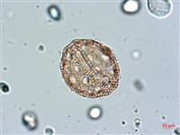 玉山蠅子草藏品圖，第4張