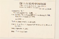 矮菊藏品圖，第2張