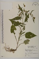 黃金珠藏品圖，第1張