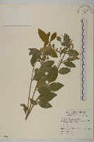 刺果衛矛藏品圖，第1張