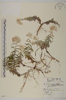 玉山抱莖籟簫藏品圖，第1張