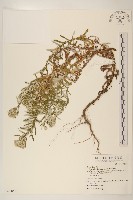 秋鼠麴草藏品圖，第1張