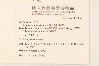 秋鼠麴草藏品圖，第2張