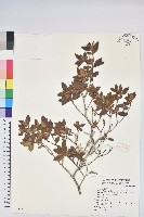 紅毛杜鵑藏品圖，第1張