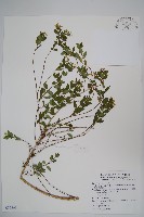 臺灣糯米條藏品圖，第1張