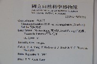 狹葉莢迷藏品圖，第2張