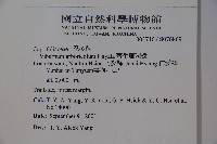 著生珊瑚樹藏品圖，第2張