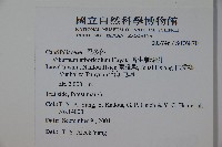 著生珊瑚樹藏品圖，第2張