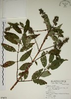 大葉溲疏藏品圖，第1張