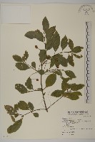 厚葉衛矛, 源一木藏品圖，第1張