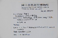 刻脈冬青藏品圖，第2張