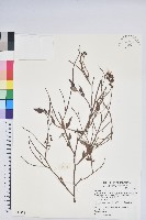 毛蕊花藏品圖，第1張