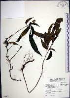 角桐草、台灣半蒴苣苔藏品圖，第1張