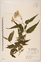 塔山澤蘭藏品圖，第1張