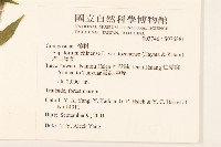 塔山澤蘭藏品圖，第2張