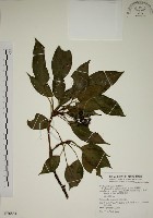 昆欄樹藏品圖，第1張